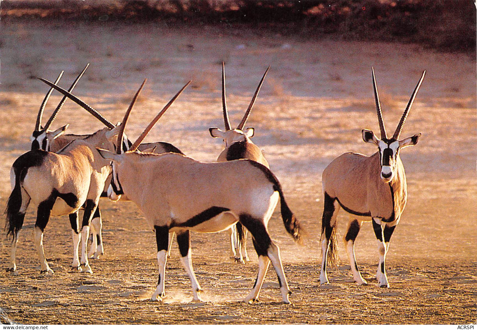 Afrique Du Sud RSA  Zuid-Afrika ANTELOPE Antilope  Cape Town KAAPSTAD  44  (scan Recto Verso)ME2646BIS - South Africa