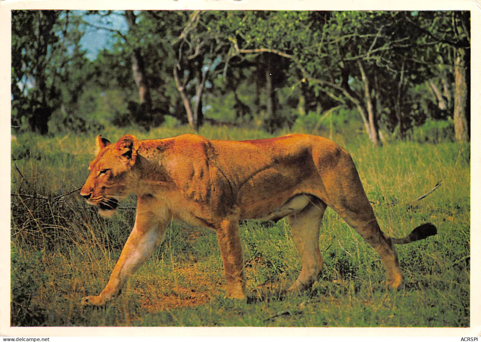 Afrique Du Sud RSA  Zuid-Afrika LIONESS  Lion Lionne  Cape Town KAAPSTAD  45  (scan Recto Verso)ME2646BIS - Afrique Du Sud