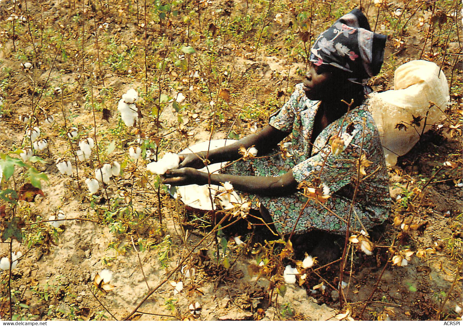 TCHAD  N'DJAMENA  Jeune Fille Femme Girl Dans Un Cmps De Coton  13 (scan Recto Verso)ME2646VIC - Tchad