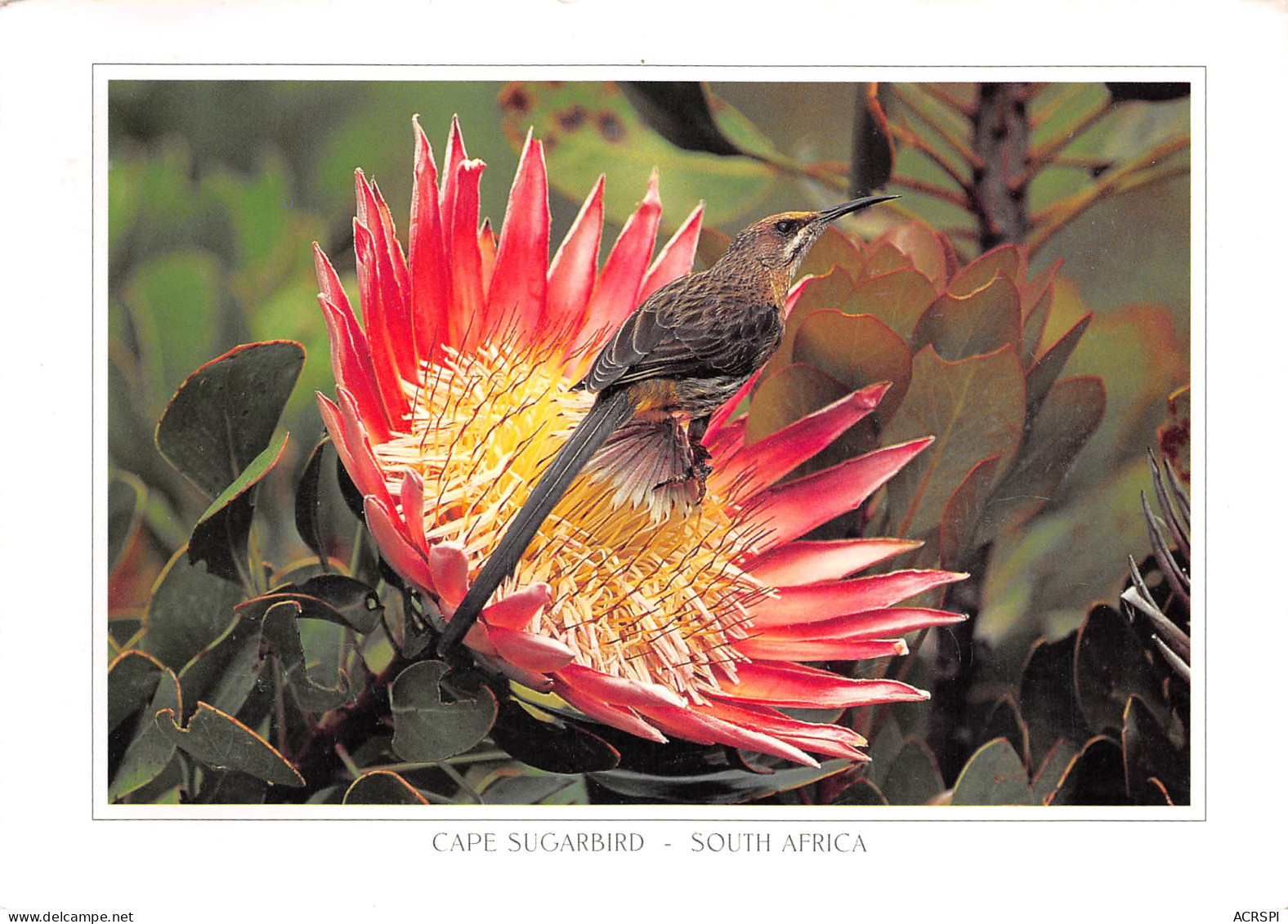 Afrique Du Sud South Africa  CAPE SUGARBIRD  42 (scan Recto Verso)ME2646VIC - Sudáfrica