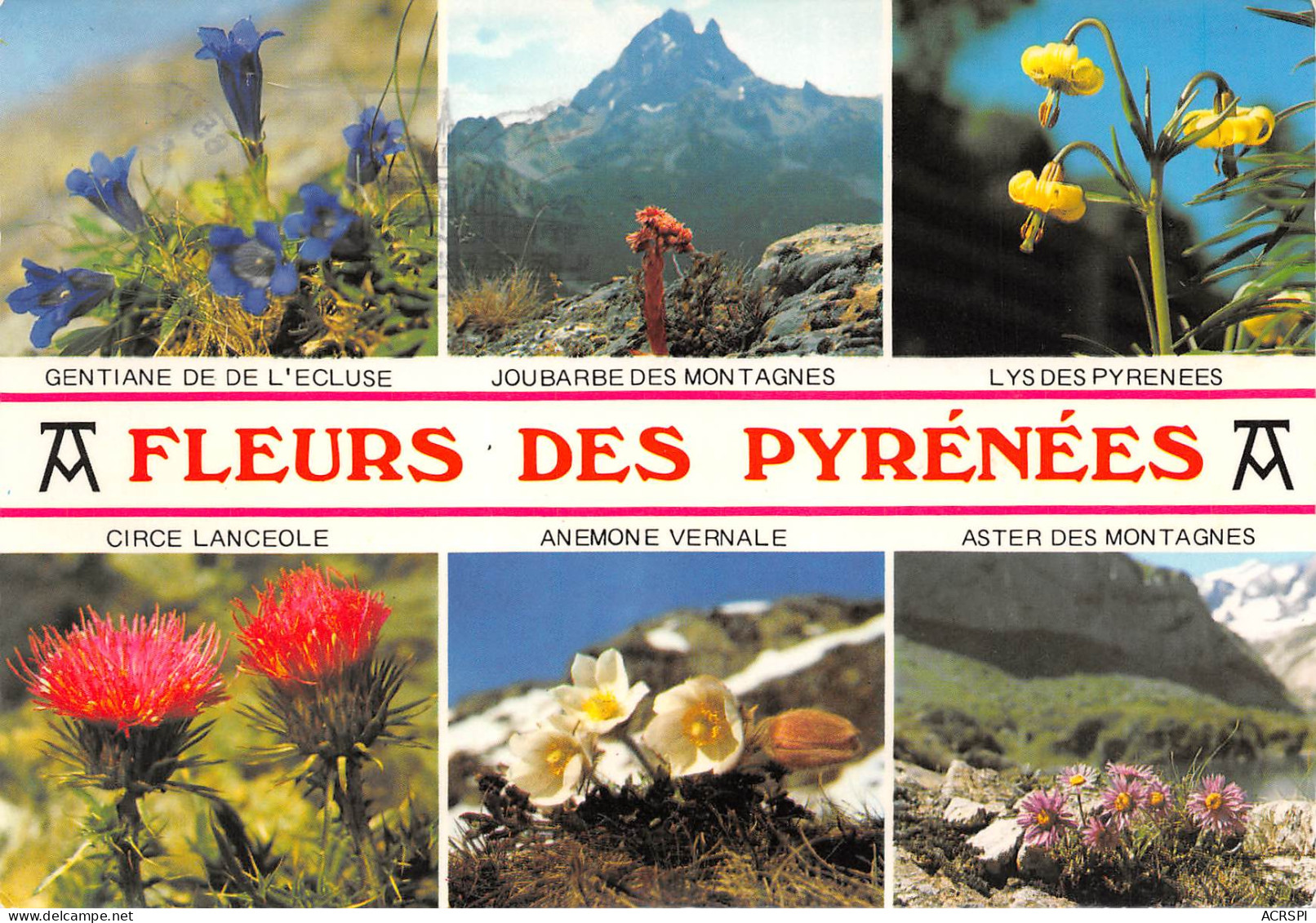 Fleurs Des Pyrénnées  LOURDES  Cauterets Arrens Bareges  32 (scan Recto Verso)ME2650UND - Lourdes