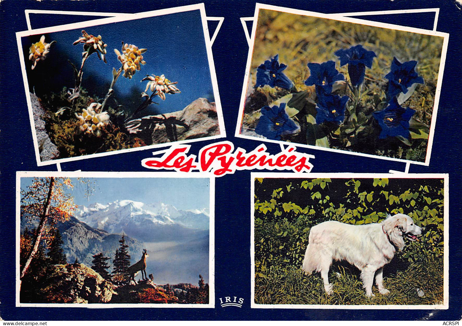 Chien Des Pyrénnées   Cauterets Arrens Bareges  34 (scan Recto Verso)ME2650UND - Lourdes