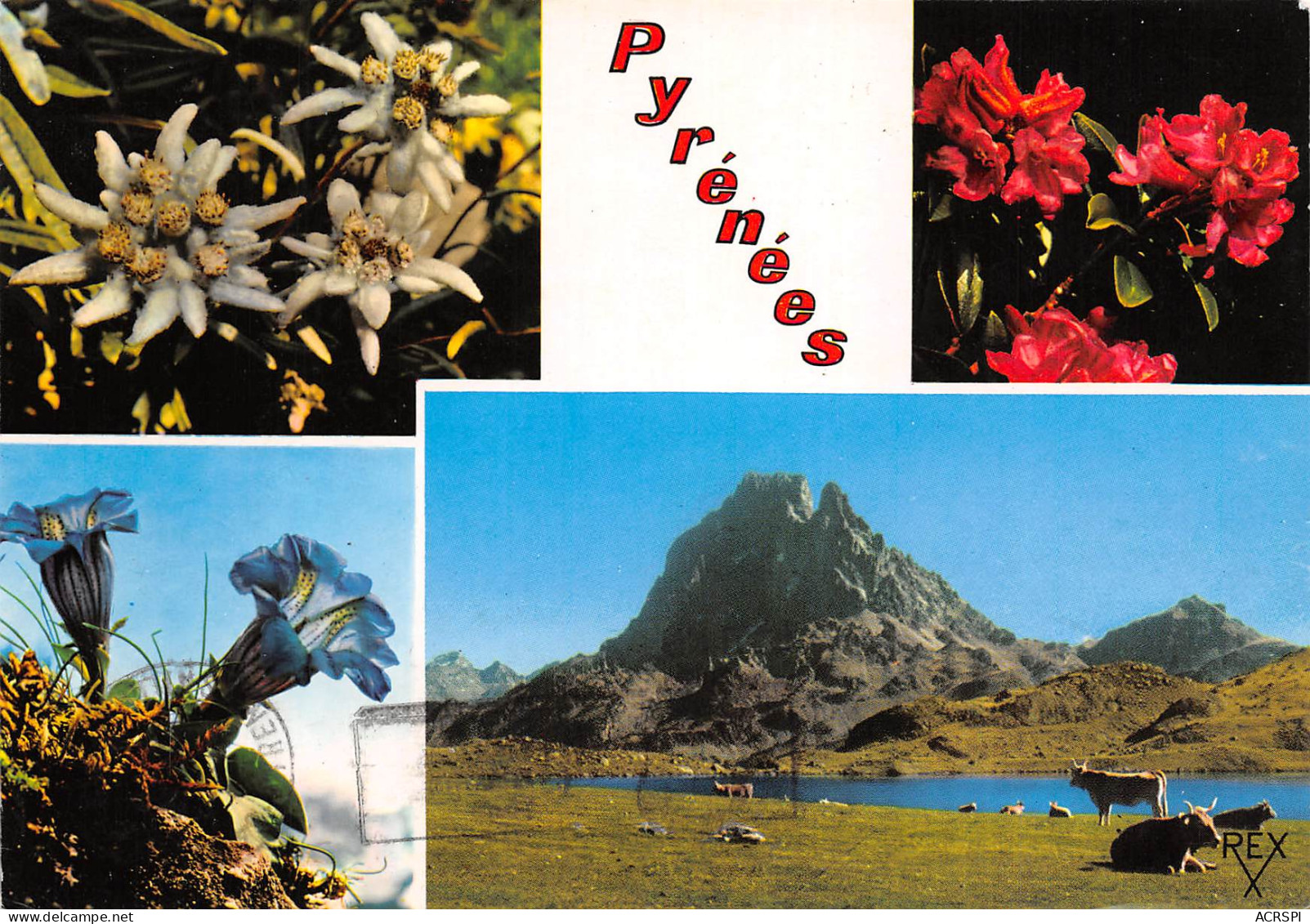 Pyrénnées Multivue Fleurs Pic Du Midi D'Ossau  40 (scan Recto Verso)ME2650UND - Luz Saint Sauveur