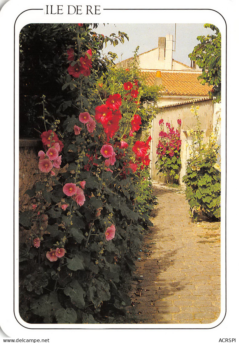 ÎLE DE Ré  Ruelle Fleurie De Roses Trémières 34 (scan Recto Verso)ME2674UND - Ile De Ré