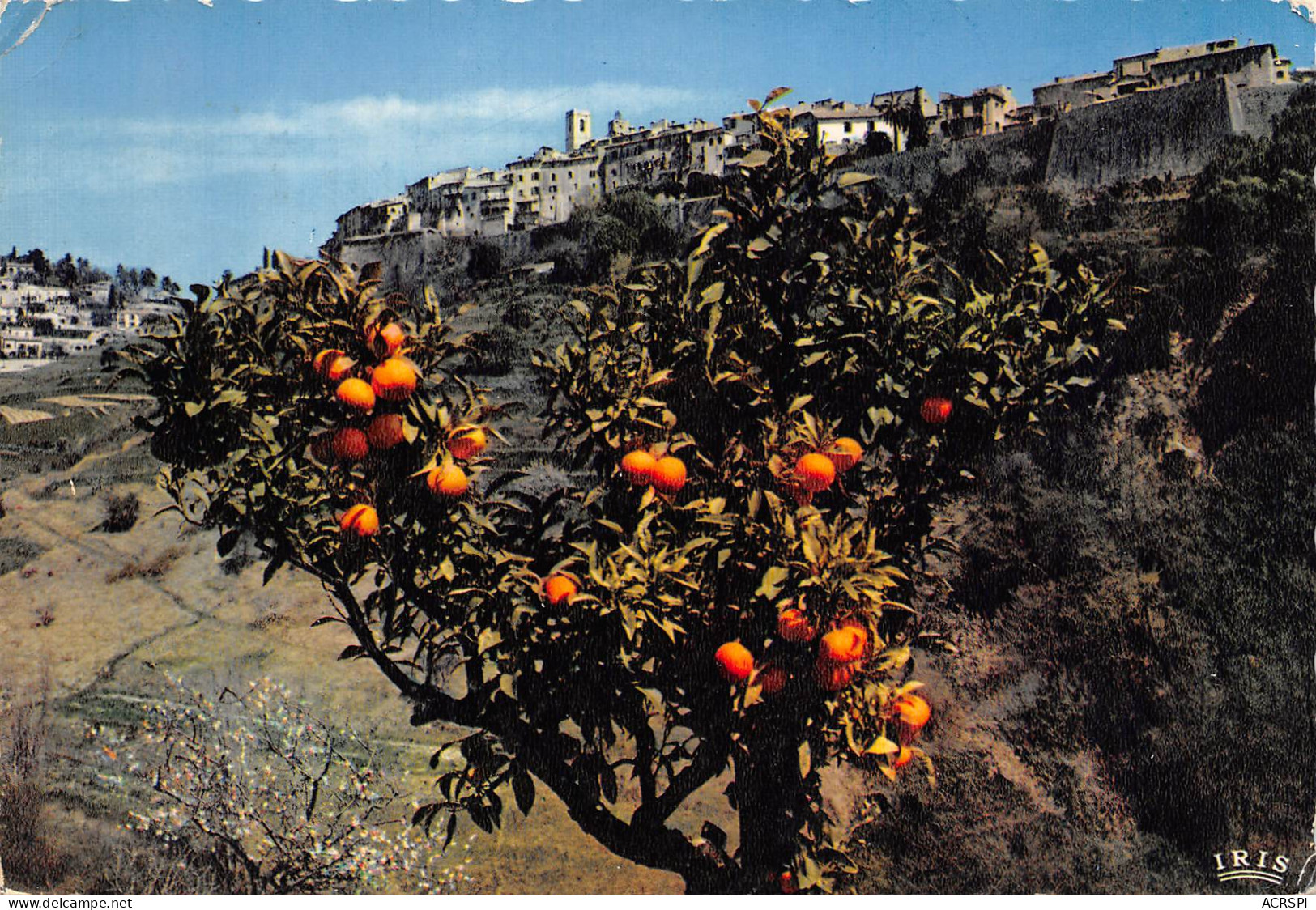 SAINT PAUL DE VENCE  Vue D'ensemble Mandarines  30 (scan Recto Verso)ME2678VIC - Saint-Paul