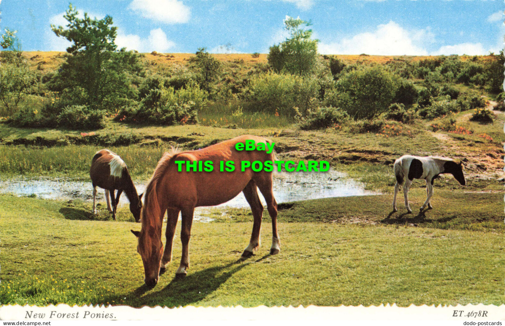 R570575 New Forest Ponies. ET. 4678R. Valentine. 1967 - Welt