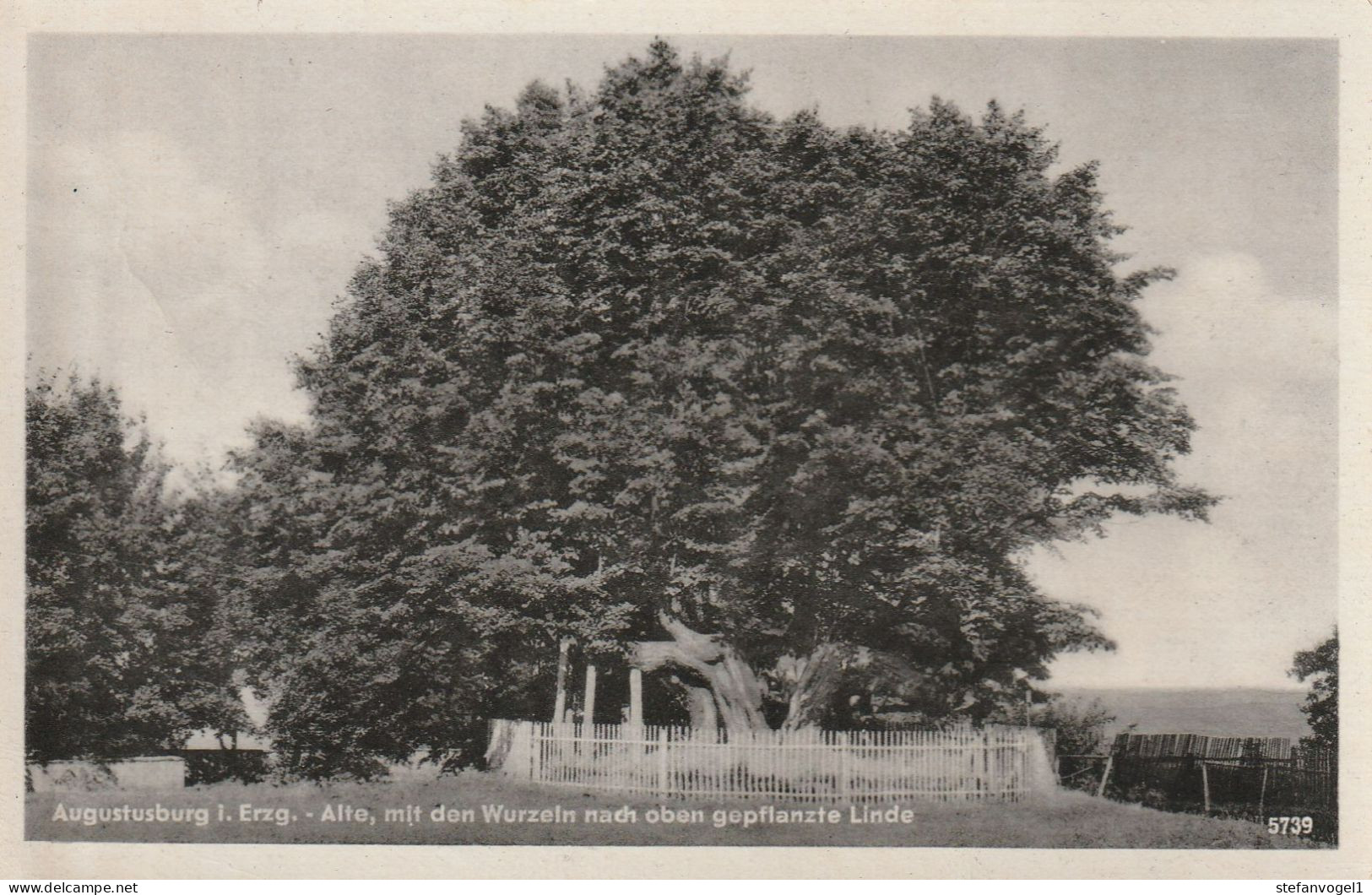 Augustusburg/E.  1952  Mit Den Wurzeln Nach Oben Geplante Linde - Bäume