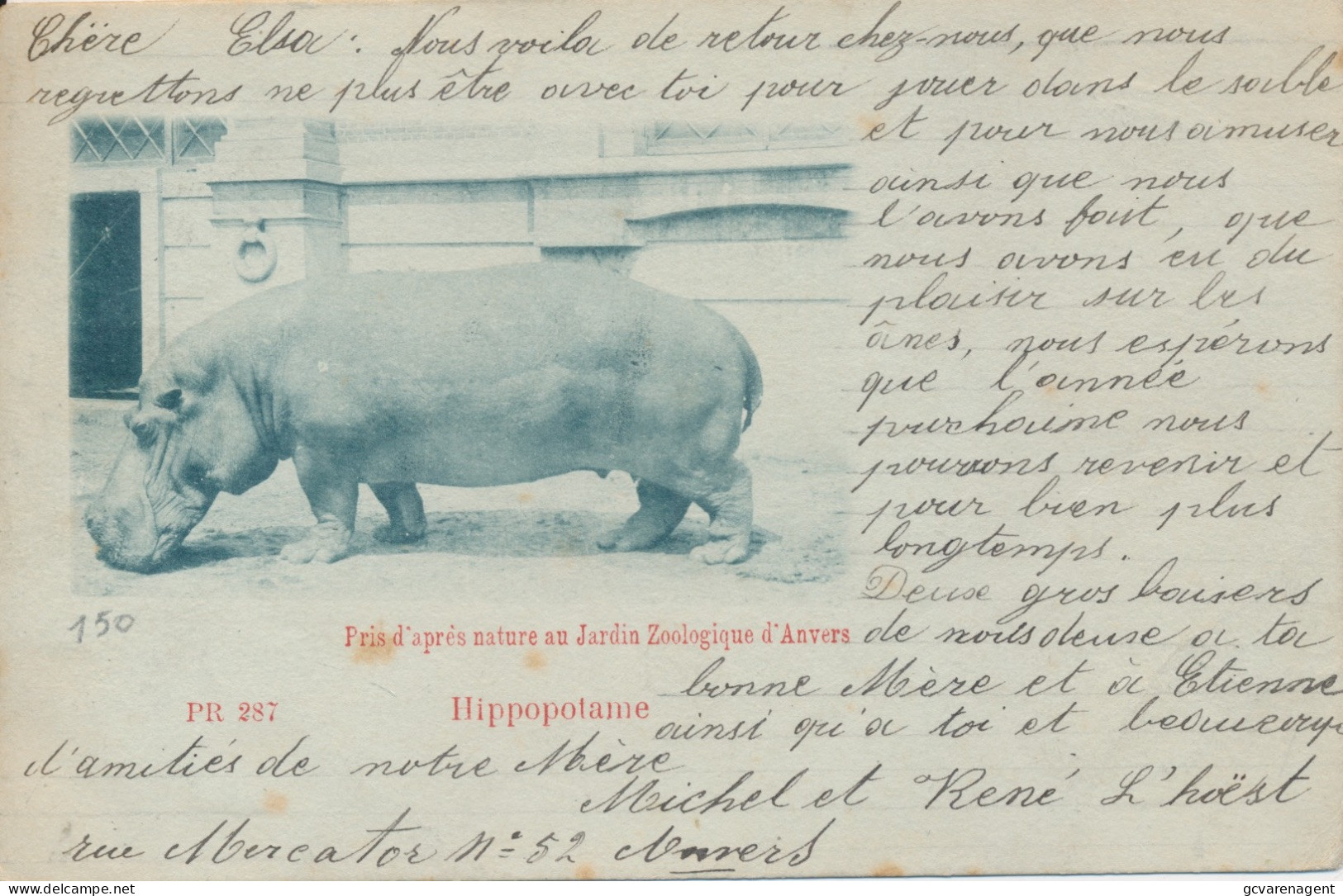 HIPPOPOTAME.                       2 SCANS - Nijlpaarden