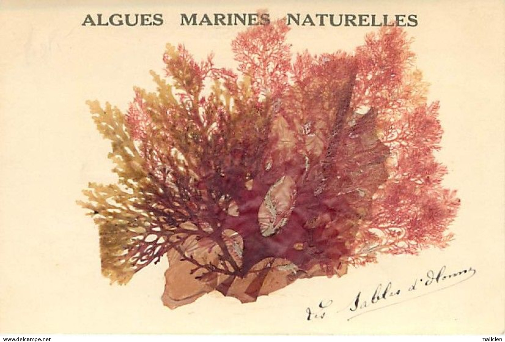 - Vendée -ref-F213- Sables D Olonne - Algues Marines Naturelles - Algue - Herbier - - Sables D'Olonne