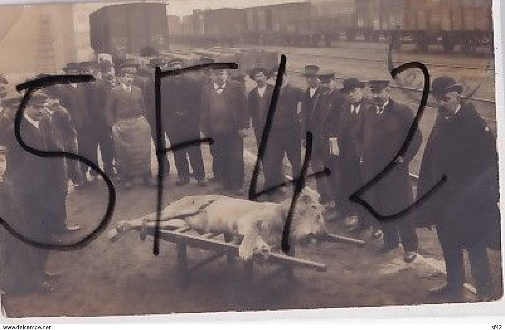 ROANNE            CARTE PHOTO    LE LION ABATTU DEVANT LA GARE - Roanne