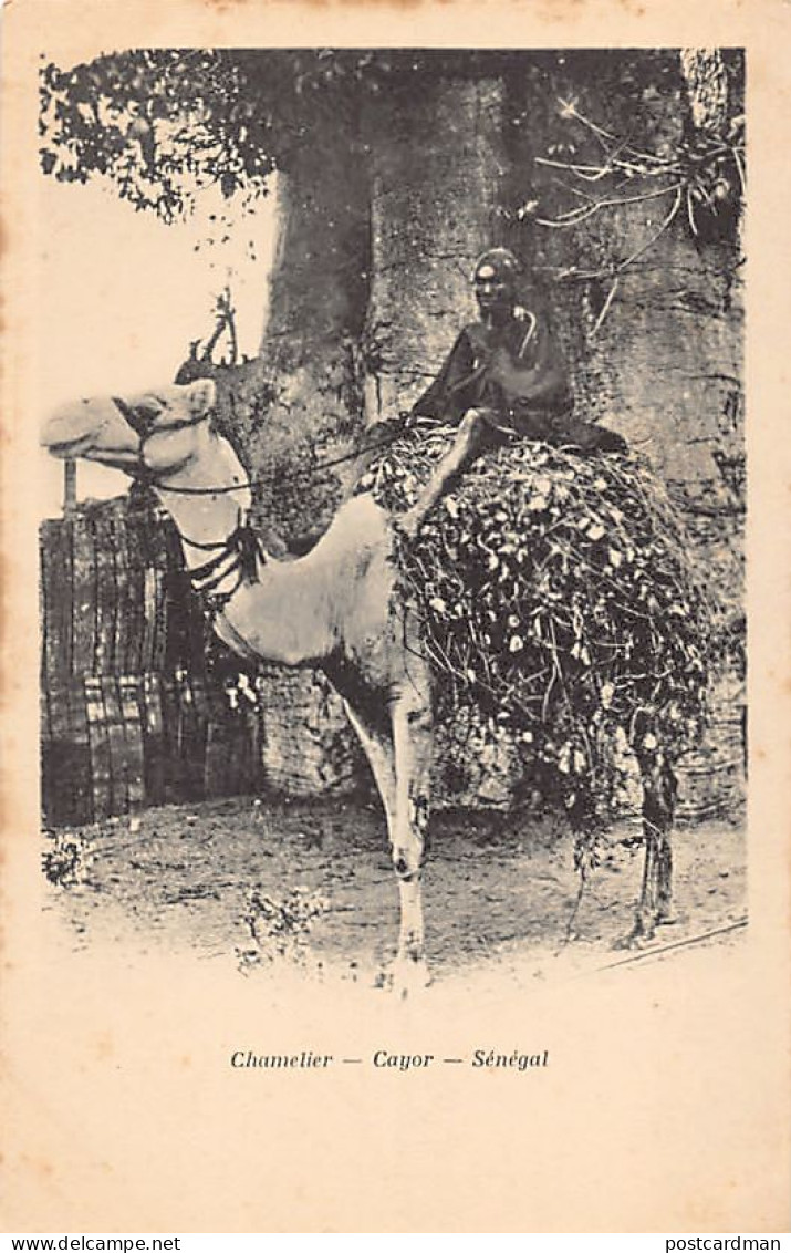Sénégal - Chamelier Dans Le Cayor - Ed. Inconnu  - Senegal