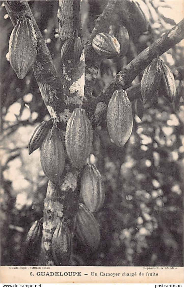 Guadeloupe - Un Cacaoyer Chargé De Fruits - Ed. Catan 6 - Other & Unclassified