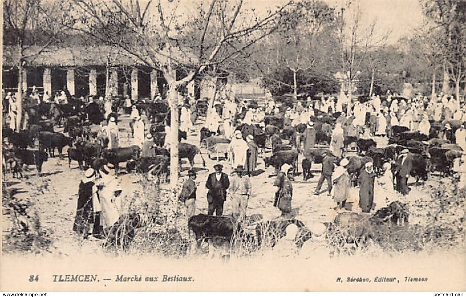 TLEMCEN - Marché Aux Bestiaux - Ed. M. Séréhen 84 - Tlemcen