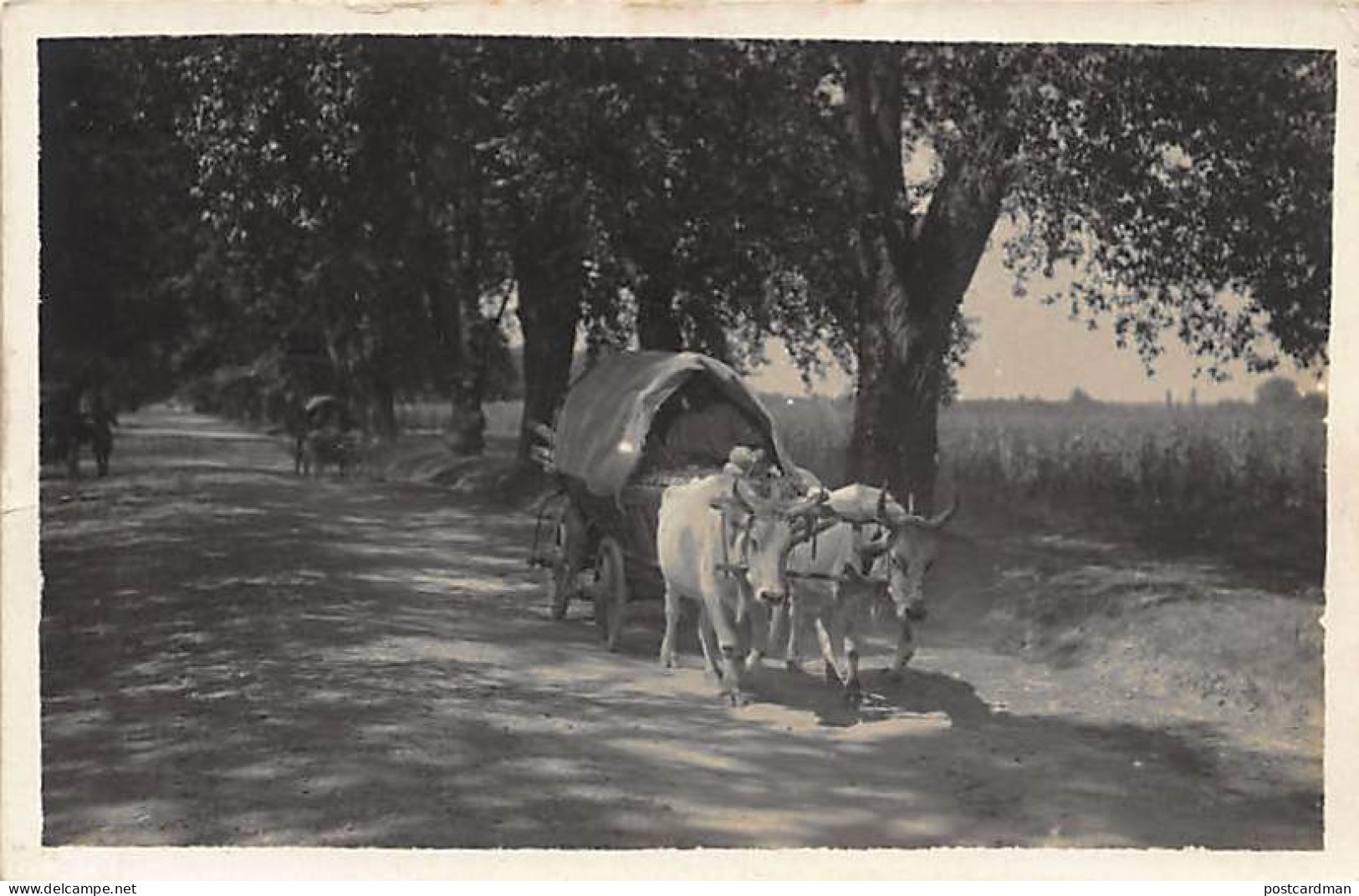 Romania - Bullock Cart - REAL PHOTO - Roemenië