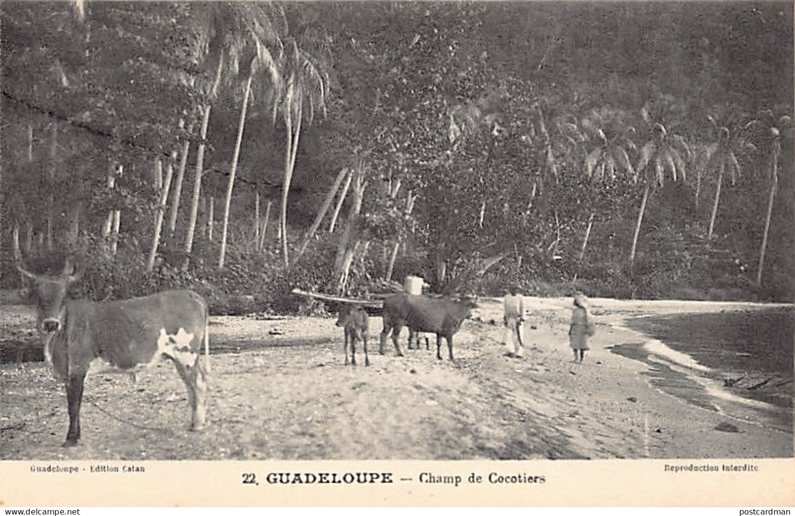 Guadeloupe - Champ De Cocotiers - Ed. Catan 22 - Sonstige & Ohne Zuordnung