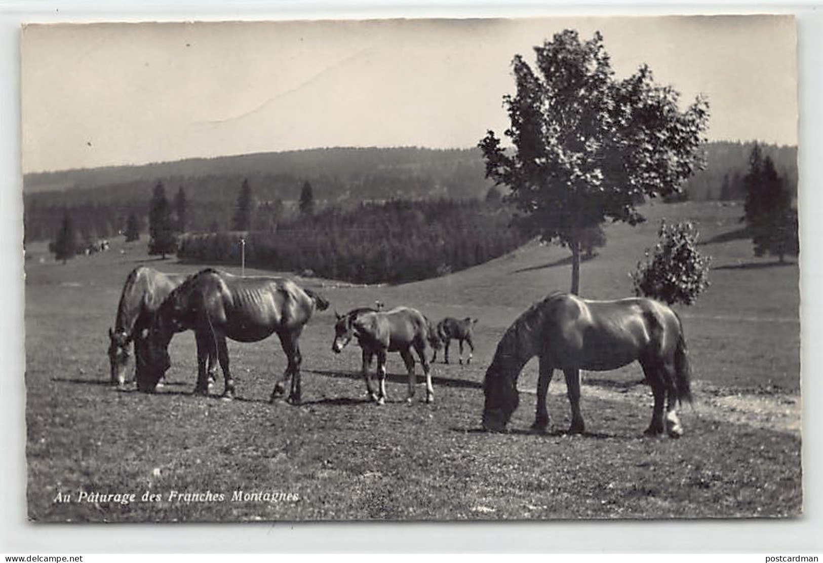 Suisse - Franches Montagnes (NE) Chevaux Au Pâturage - Ed. A. Deriaz 1178 - Autres & Non Classés