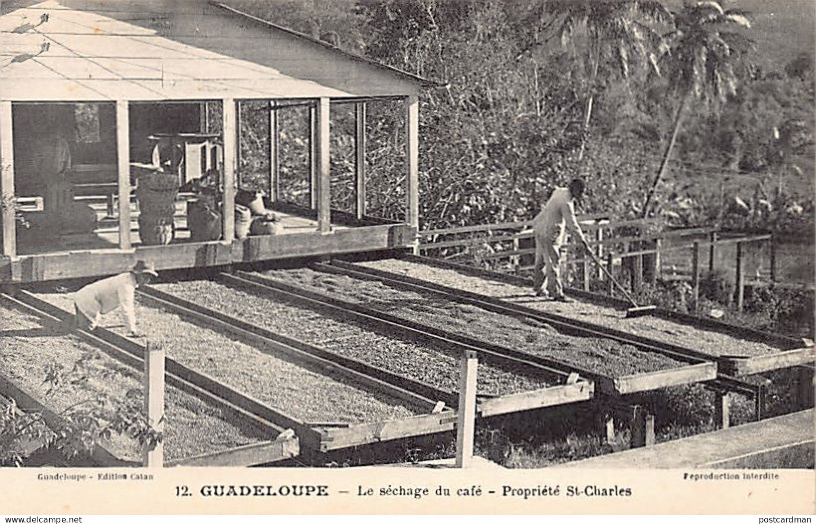 Guadeloupe - Le Séchage Du Café - Propriété Saint-Charles - Ed. Catan 12 - Otros & Sin Clasificación