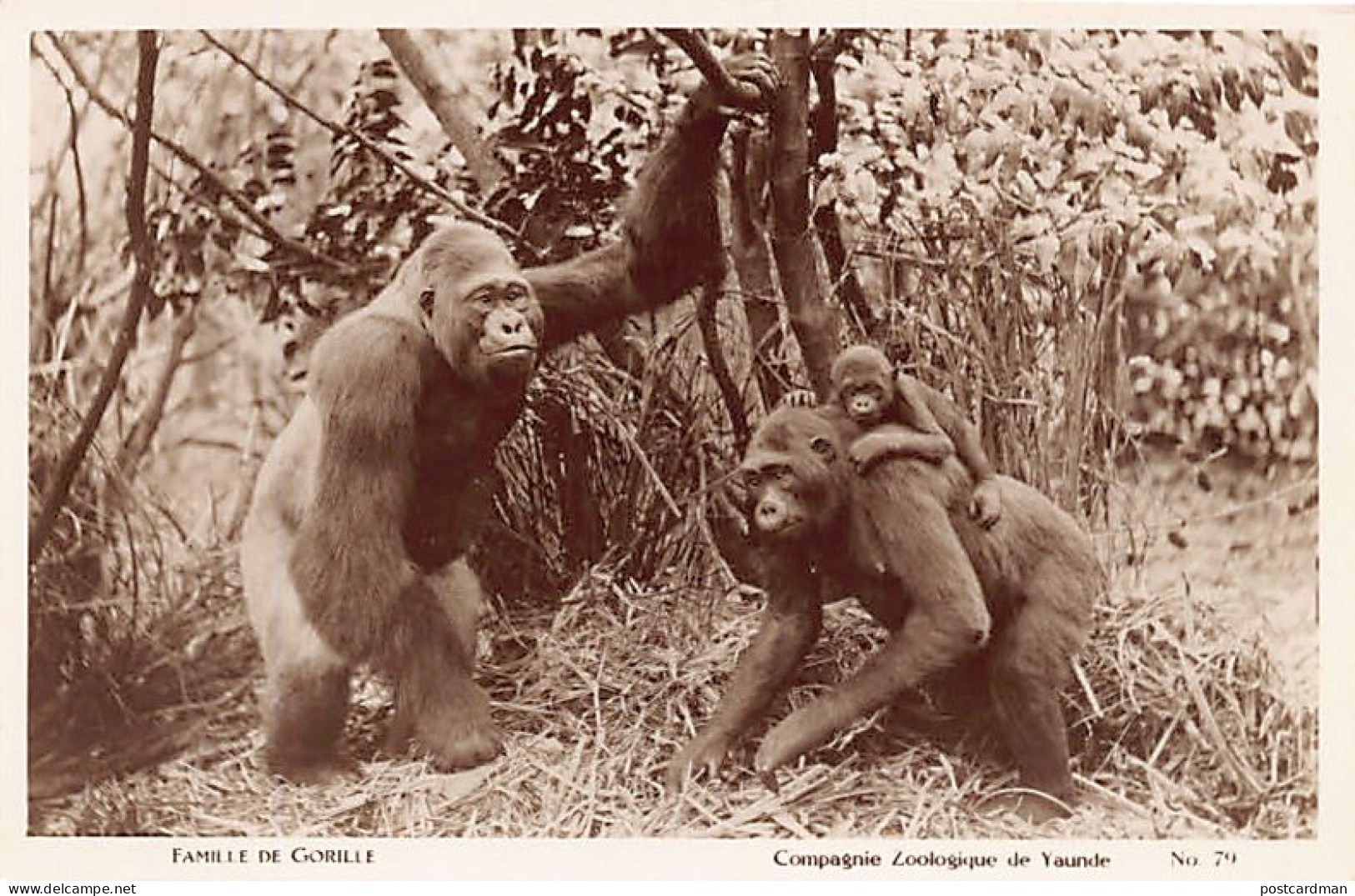 Cameroun - Famille De Gorilles - Ed. Compagnie Zoologique De Yaoundé 79 - Camerún