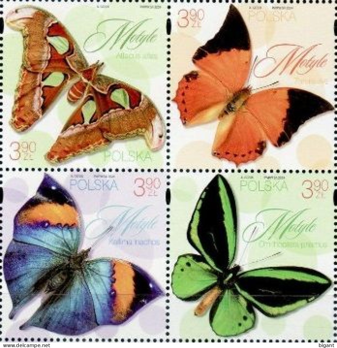 Poland 2024 Butterflies 4v Mint - Unused Stamps