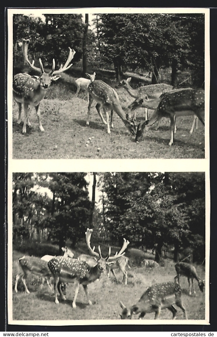 AK Dornholzhausen Bei Bad Homburg, Wald-Cafe Hirschgarten, Hirsche Mit Rehen  - Bad Homburg