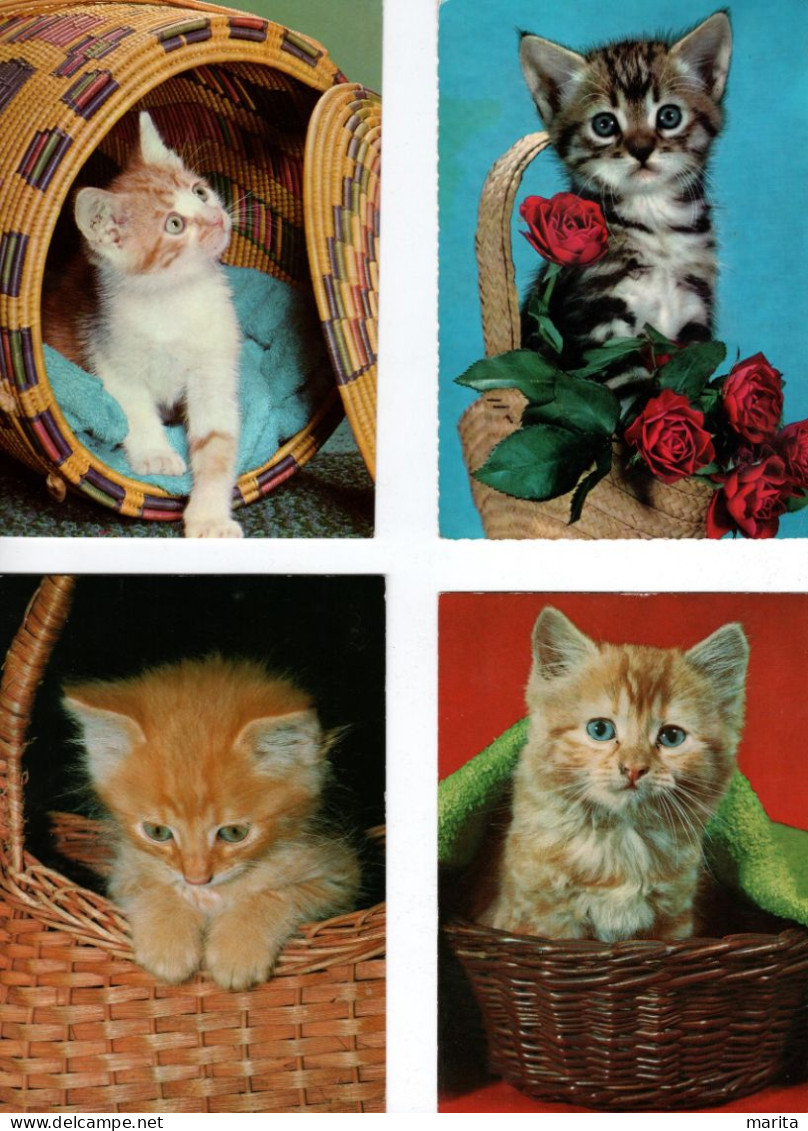 4 Cartes :chats - Cats - Katzen- Poesjes In Mand - Gatos