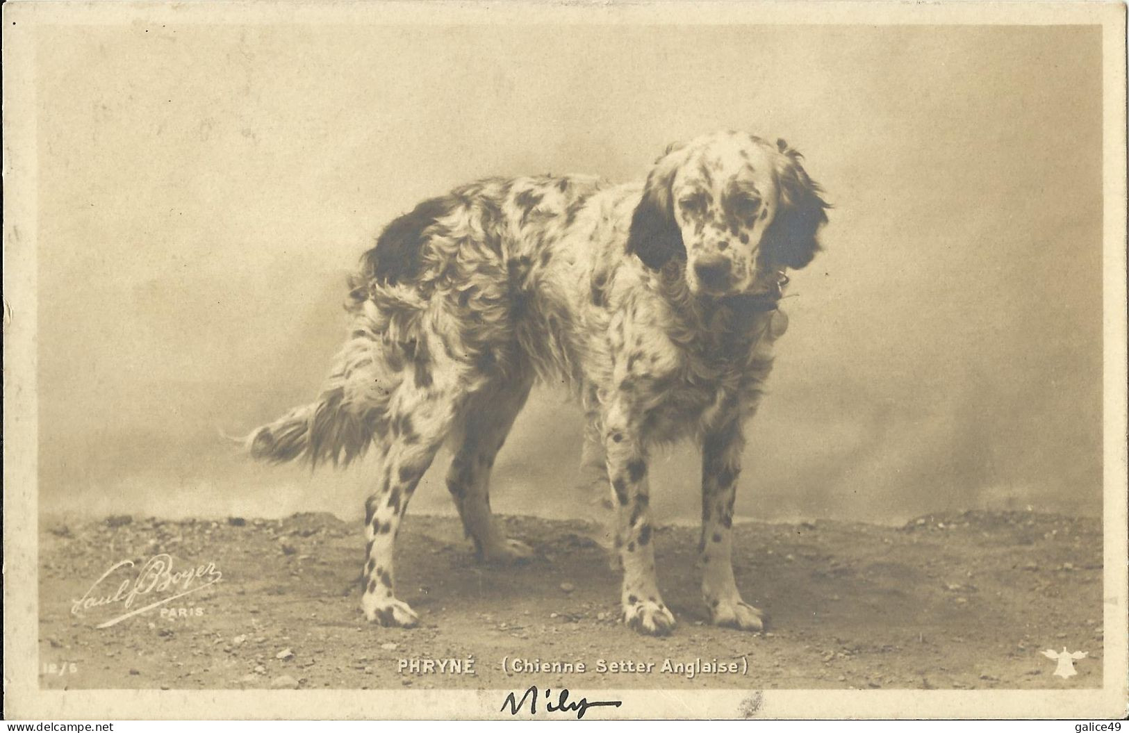 2681 Phriné - Chienne Setter Anglaise - Perros