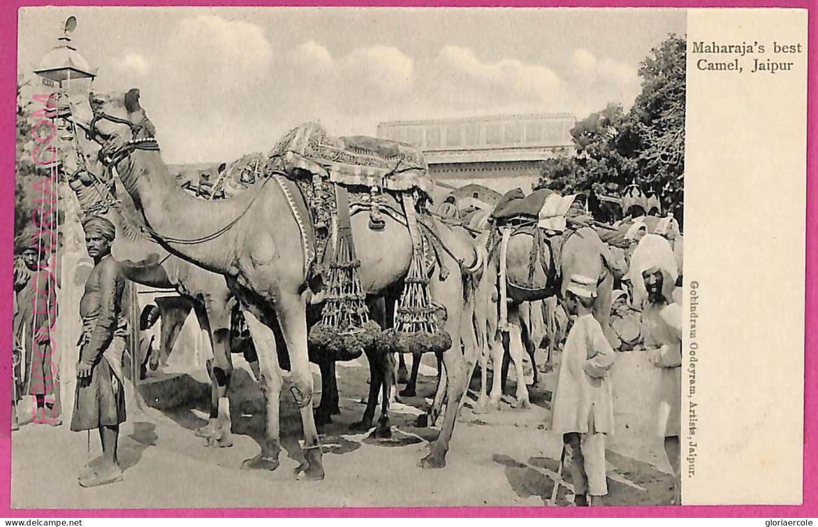 Ag3806  - INDIA - VINTAGE POSTCARD - Jaupur, Maharaja's Best Camel - Indien