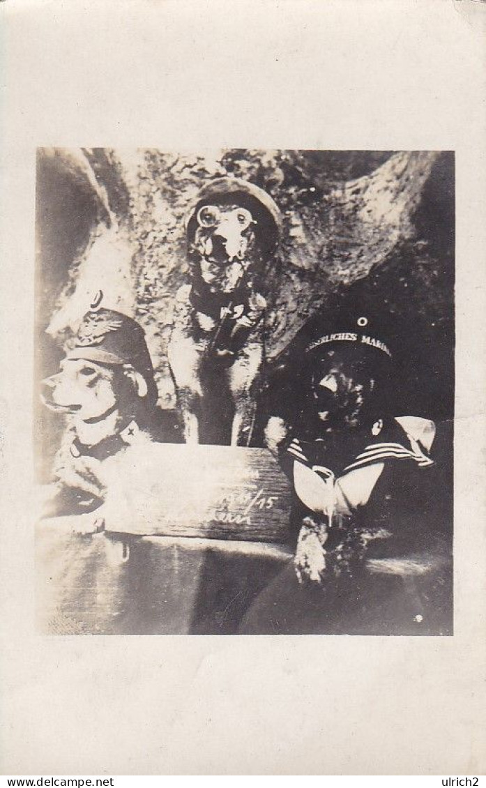 AK Foto 3 Hunde Mit Helmen Und Mützen Und Brille - Humor - 1915 (69065) - War 1914-18