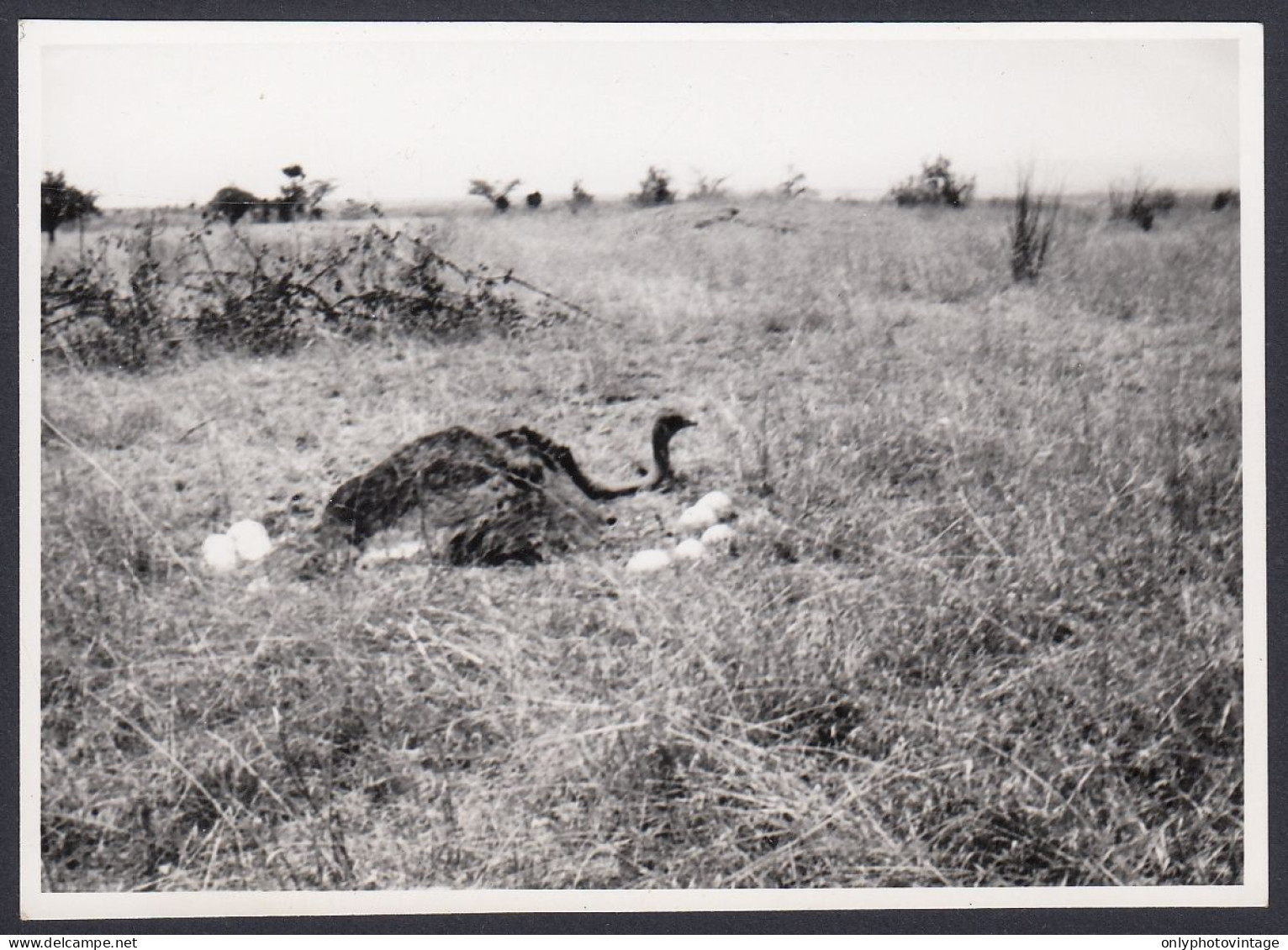 Struzzo Depone Uova, Animali, Prateria, 1950 Foto Epoca, Vintage Photo - Lugares