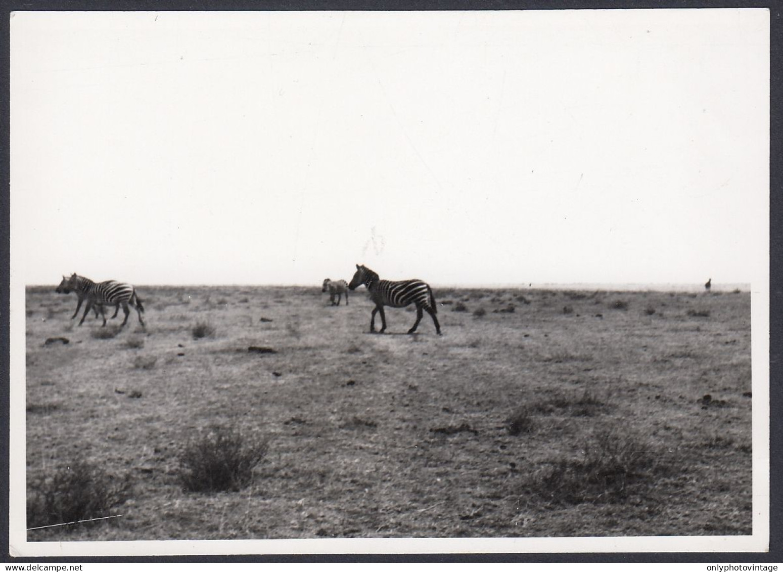 Branco Di Zebre, Animali, Prateria, 1950 Fotografia Epoca, Vintage Photo - Lugares