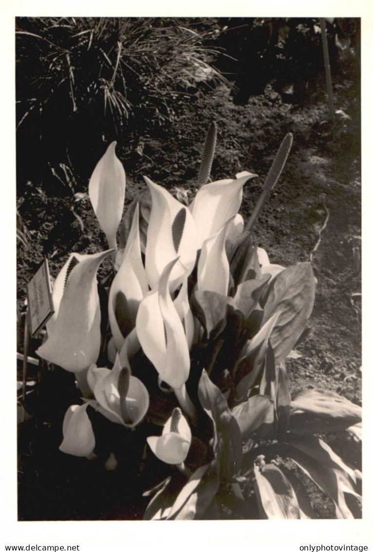 Lysichiton Camtschatcensis, Jardin Botanique Amsterdam, 1971 Foto Vintage  - Lugares