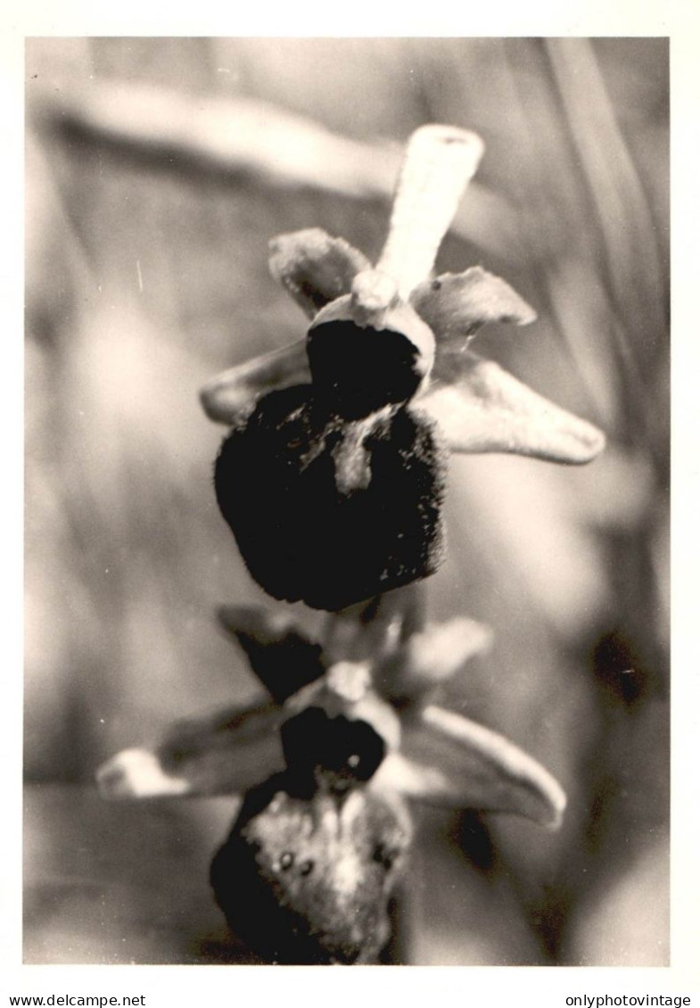 Ophrys Aranifera, Caumont, Botanica, Fiori, 1971 Fotografia Vintage  - Lugares