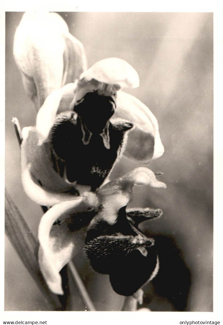 Ophrys Fuciflora, Caumont, Botanica, Piante, 1971 Fotografia Vintage  - Lugares