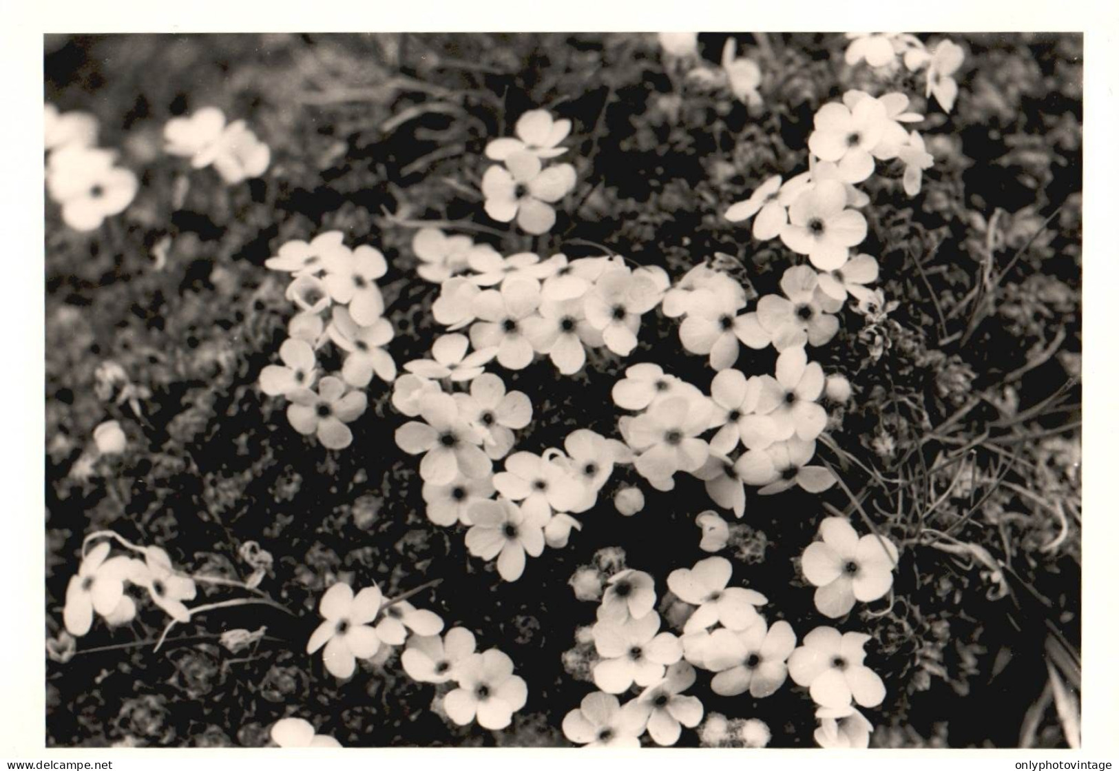 Androsace Villosa, Pic Du Midi De Bigorre, Fiori, 1971 Fotografia Vintage - Lugares