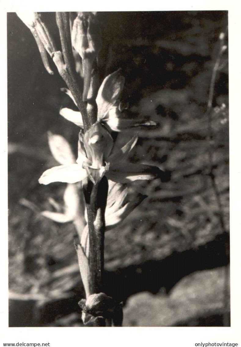 Limodorum Abortivum, Route D'Albinen Suisse, Botanica, 1970 Foto Vintage - Lugares