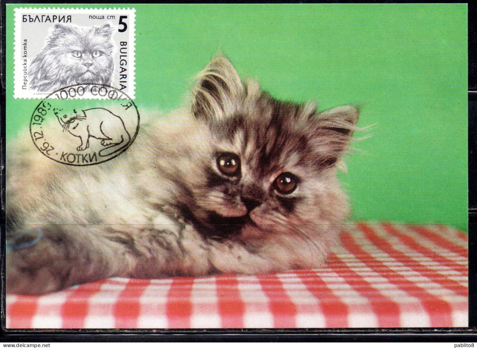 BULGARIA BULGARIE BULGARIEN 1989 CATS FAUNA PERSIAN CAT 5s MAXI MAXIMUM CARD - FDC