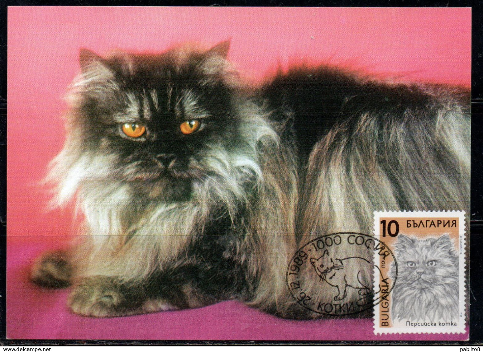 BULGARIA BULGARIE BULGARIEN 1989 CATS FAUNA PERSIAN CAT 10s MAXI MAXIMUM CARD - FDC