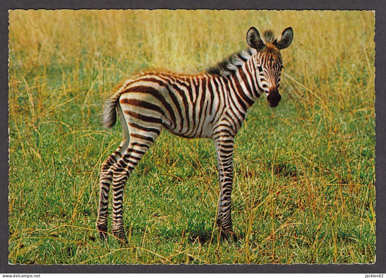 089835/ Zèbre De Grant, Equus Quagga Bohemi, Jeune - Cebras