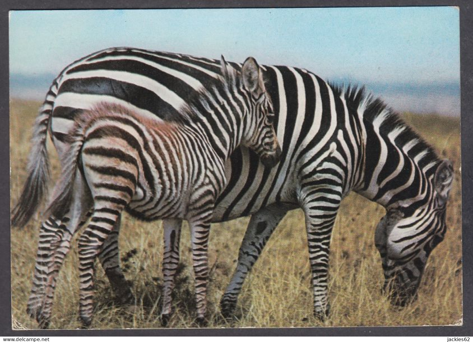 127819/ Zebra, Mother And Baby - Zèbres