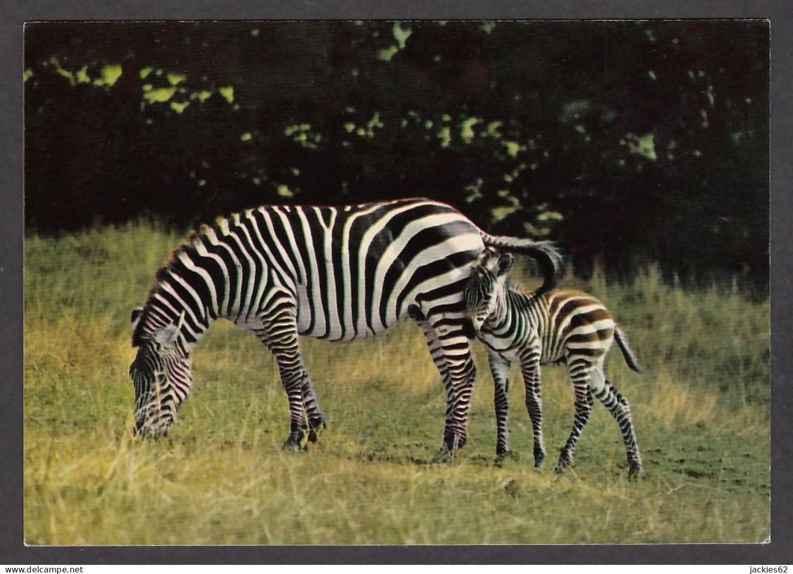 089836/ Zèbres Des Plaines, Equus Burchellii - Zebra's