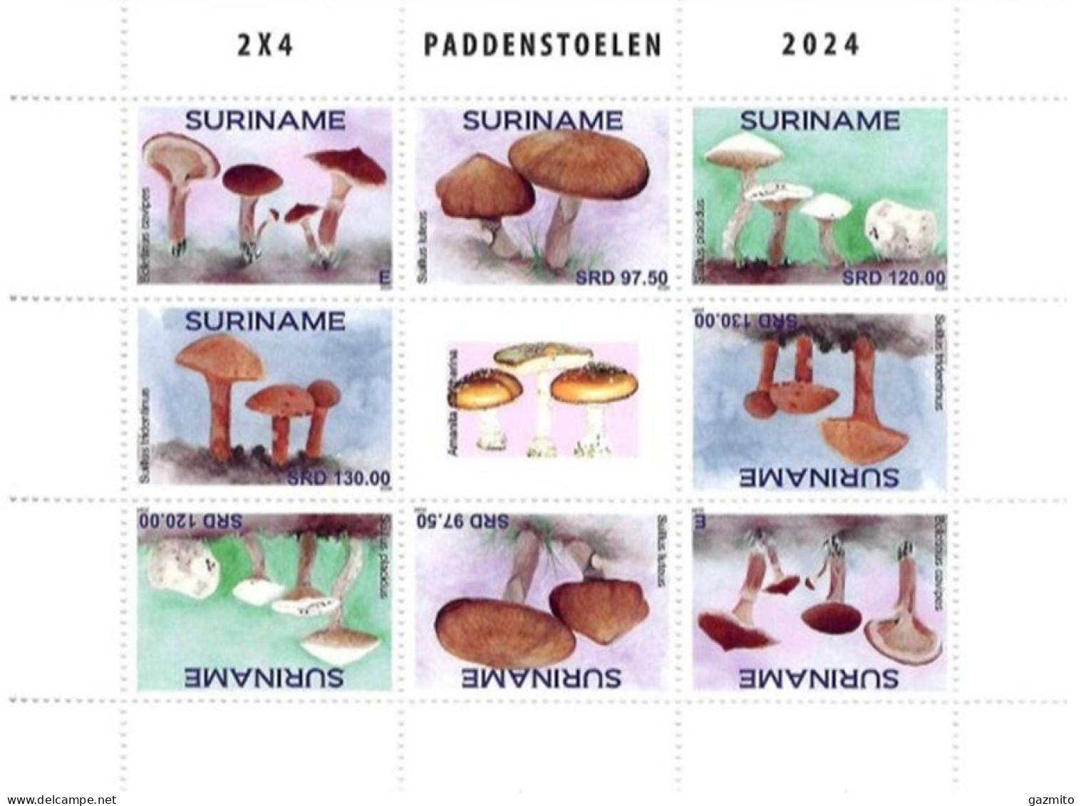 Suriname 2024, Mushrooms, Sheetlet - Pilze