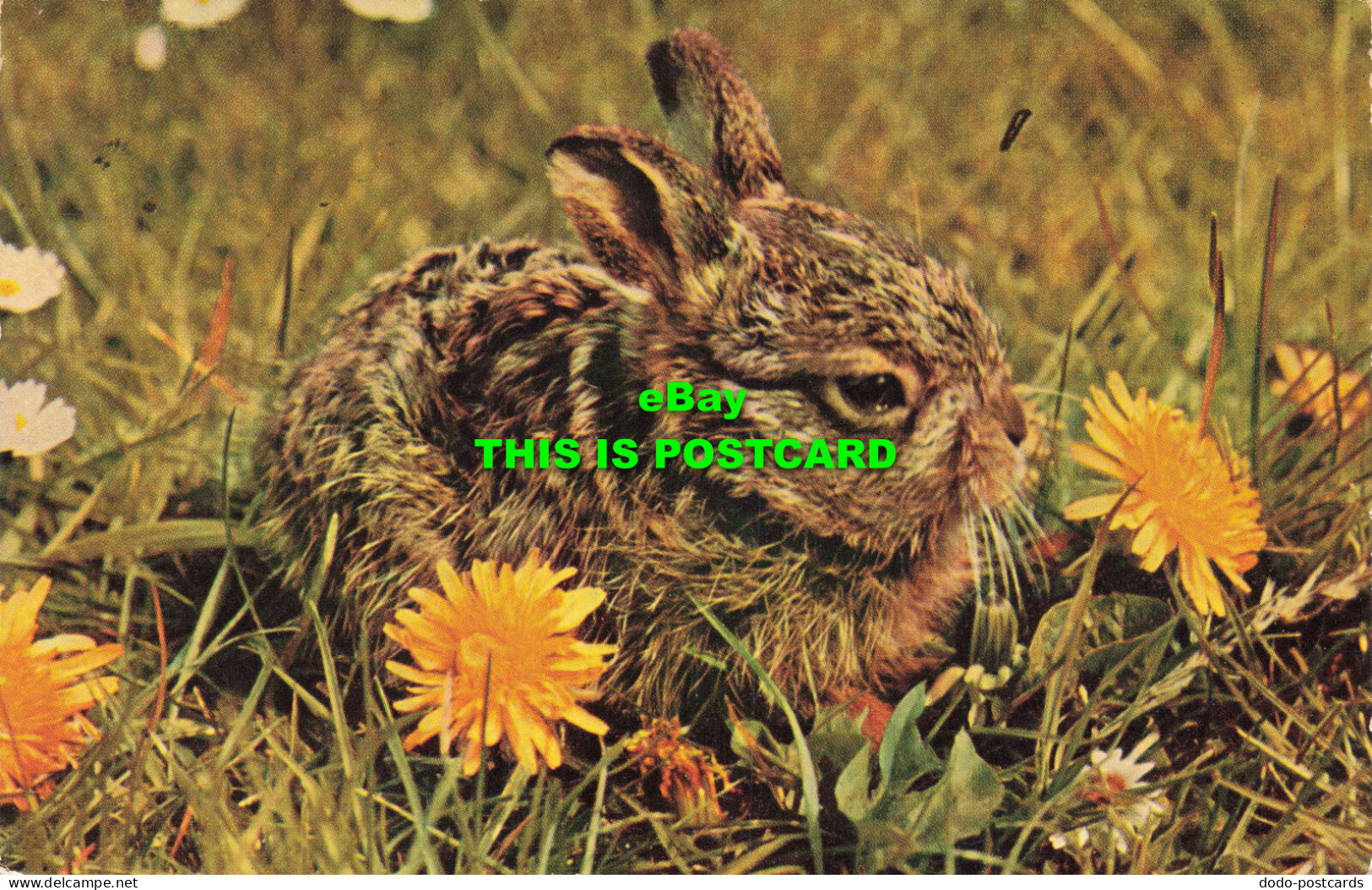 R572098 Leveret. Salmon. 1971 - World