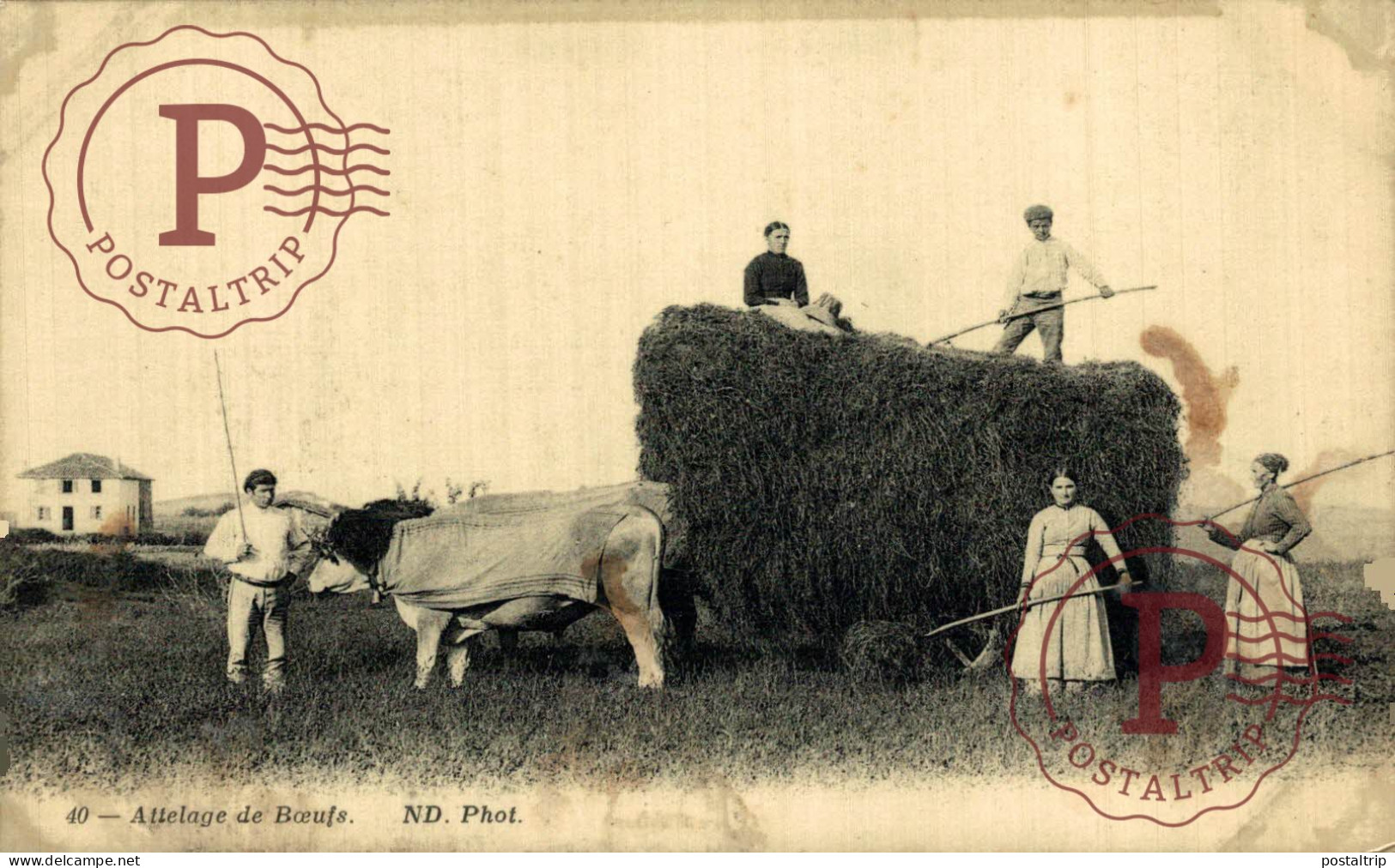 FRANCIA. FRANCE. ATTELAGE DE BOEUFS. - Sonstige & Ohne Zuordnung