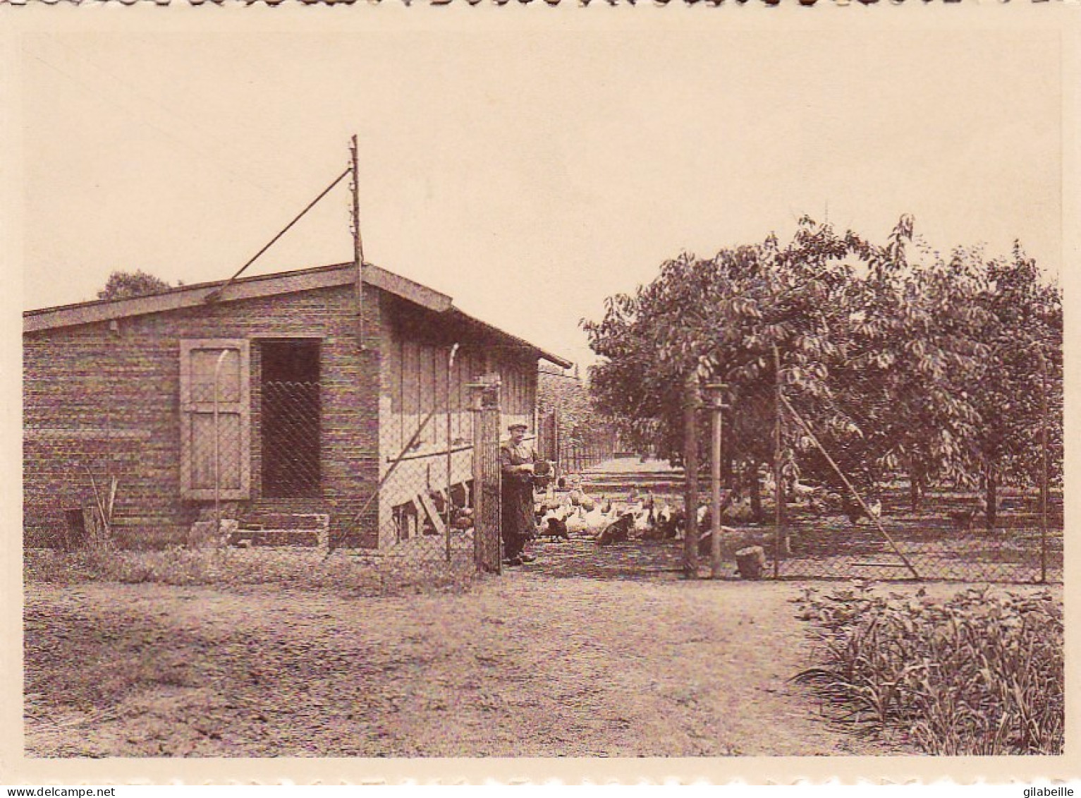 LOVENDEGEM - Soeurs De La Charité - Zusters Van Liefde -  Institut Bernadette - Poulailler - Lovendegem