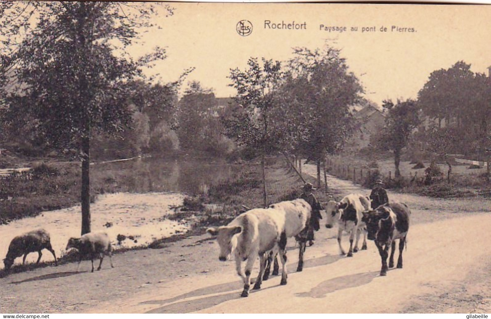 ROCHEFORT -  Paysage Au Pont De Pierres - Vaches En Balade - Rochefort