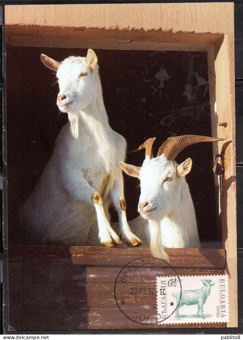 BULGARIA BULGARIE BULGARIEN 1991 1992 FARM ANIMALS FAUNA GOAT CAPRA ANIMAL 62s MAXI MAXIMUM CARD - FDC