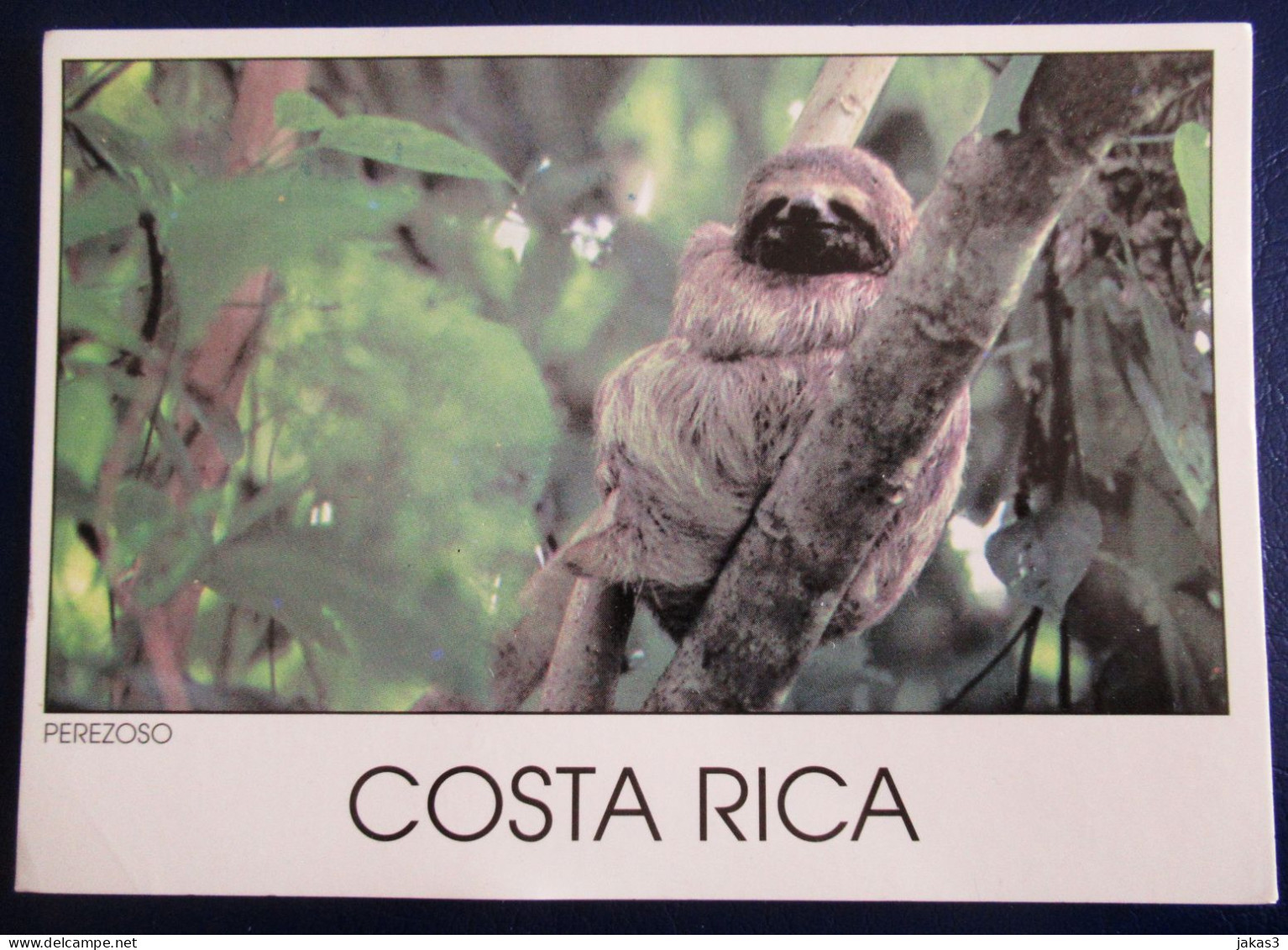 CPM CARTE POSTALE PARESSEUX DU COSTA RICA - Autres & Non Classés