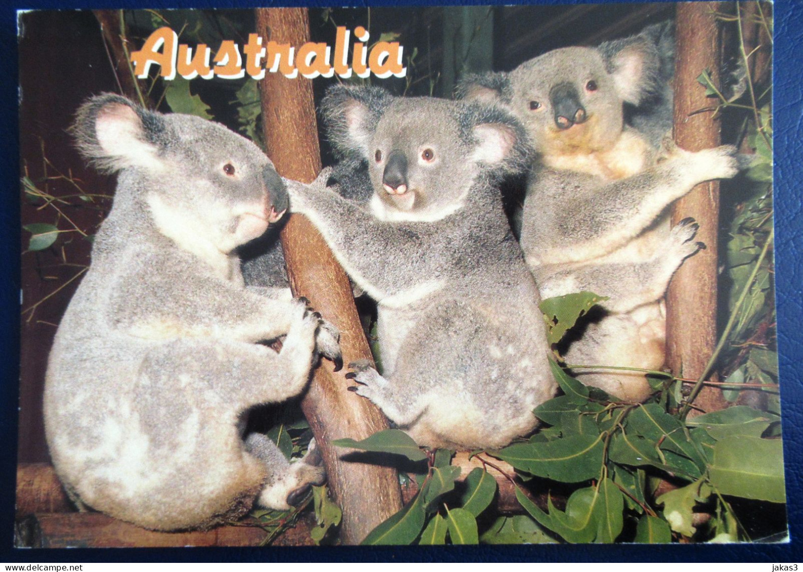 CPM CARTE POSTALE LES KOALAS D AUSTRALIE - Other & Unclassified