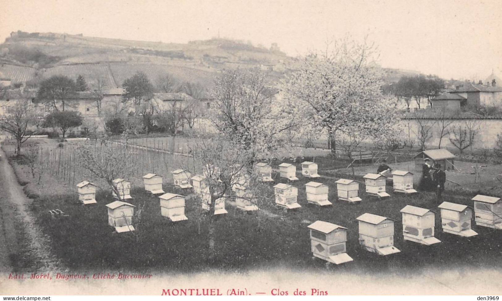 MONTLUEL (Ain) - Clos Des Pins - Rucher, Apiculture, Abeilles - Montluel
