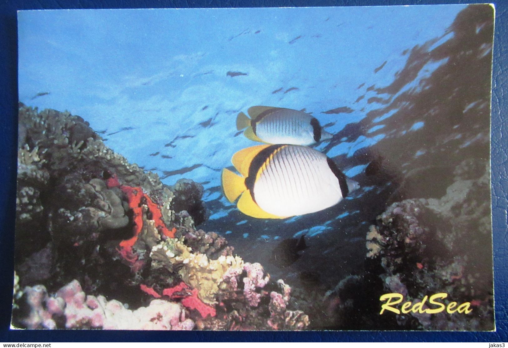 CPM CARTE POSTALE POISSON LINED BUTTERFLYFISCH DE LA MER ROUGE  (ÉGYPTE ) - Fish & Shellfish